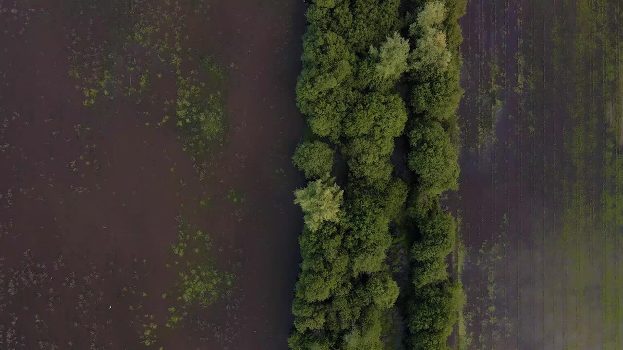 알베르가리아-아-벨하(albergaria-a-velha)에 있는 파테이라 데 프로소스(pateira de frossos) 석호 시스템의 4k 공중 전망, 침수된 들판을 나누는 초목 위로 날아가는 드론, 60fps