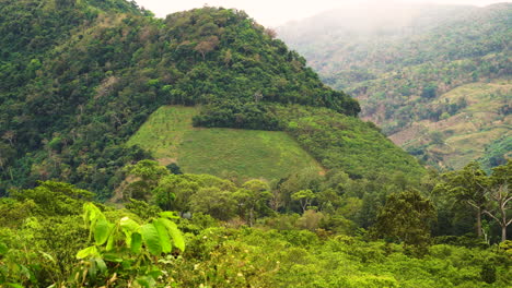 Kaffeefelder-Und-Entwaldete-Landschaft-Im-Phuoc-Binh-Nationalpark,-Südvietnam