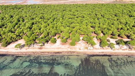 Drohnenflug-über-Einem-Wald-Neben-Dem-Meer