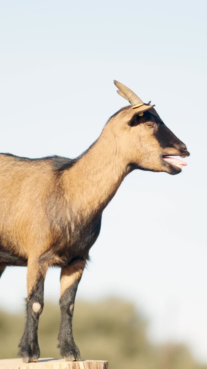 Brown nigerian dwarf goat bleating on tree trunk in field