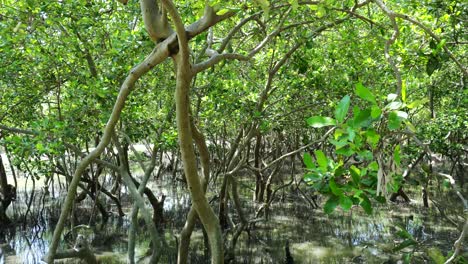 bosque de manglares fangosos cerca de la costa