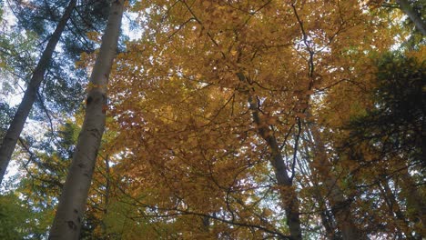 movimiento de cámara inclinada que muestra un bosque caducifolio de color ámbar durante el otoño
