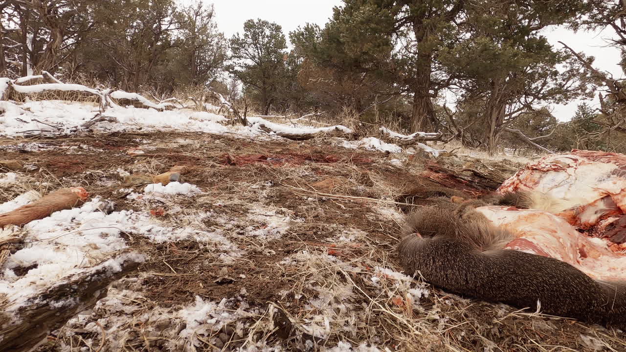 Cut Off Legs From Dead Body Of Deer At Winter In A Forest