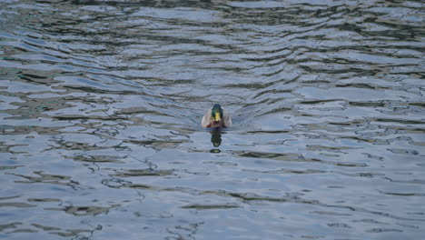 Male-Drake-Mallard-Duck-Creating-Ripples-In-Water-With-Rapid-Swimming---high-angle-shot