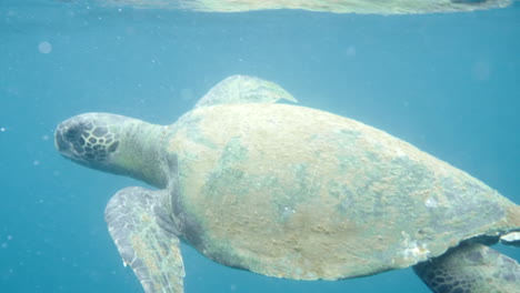 Sich-Bewegendes-Flugzeug-In-Richtung-Schwimmender-Schildkröten,-Wasserkamera