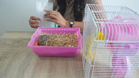 el dueño de la mascota alimentando al hámster gris lindo con comida seca