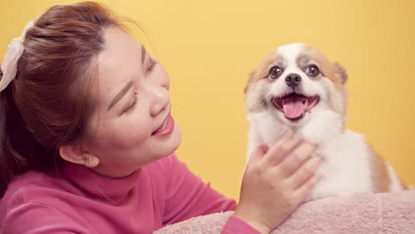 asian woman playing with chihuahua mix pomeranian dogs for relaxation on bright yellow background