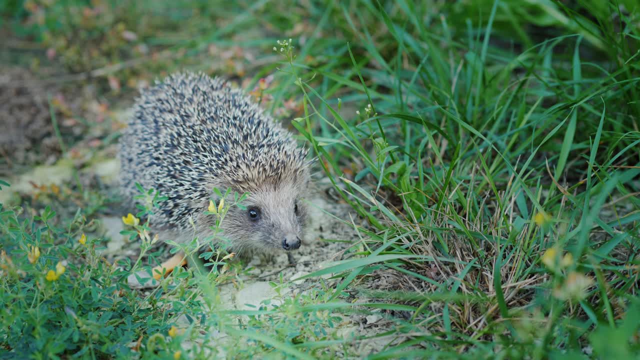 Ein kleiner Igel im Gras. Schaut in die Kamera, schnüffelt mit der Nase