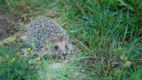 a little hedgehog in the grass. looks at the camera, sniffs his nose