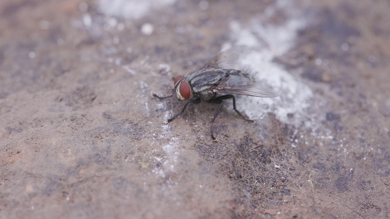 Mosca che si crogiola su una roccia illuminata dal sole all'alba; rallentatore di un dittero che si riscalda per la giornata.