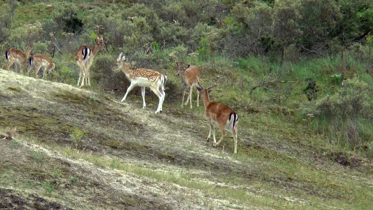 휴경 사슴 한 무리가 지나가다