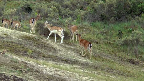 a pack of fallow deer walk by