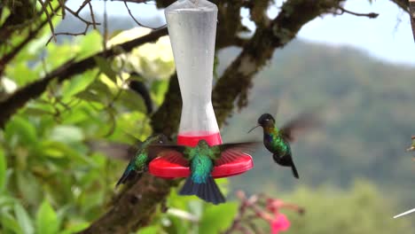 hummingbirds dine at an outdoor feeder 1