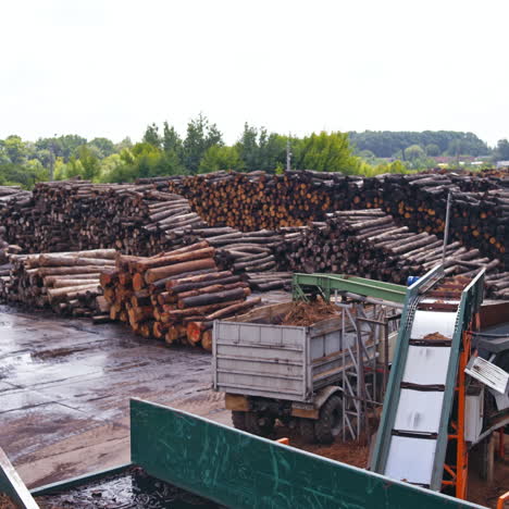 wood working industry. stock with logs. sawmill. process of machining logs on a conveyor. outdoor video.