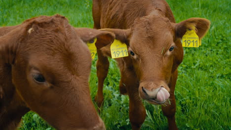 slow motion close-up shot of brown calfs grazing on luscious green grass