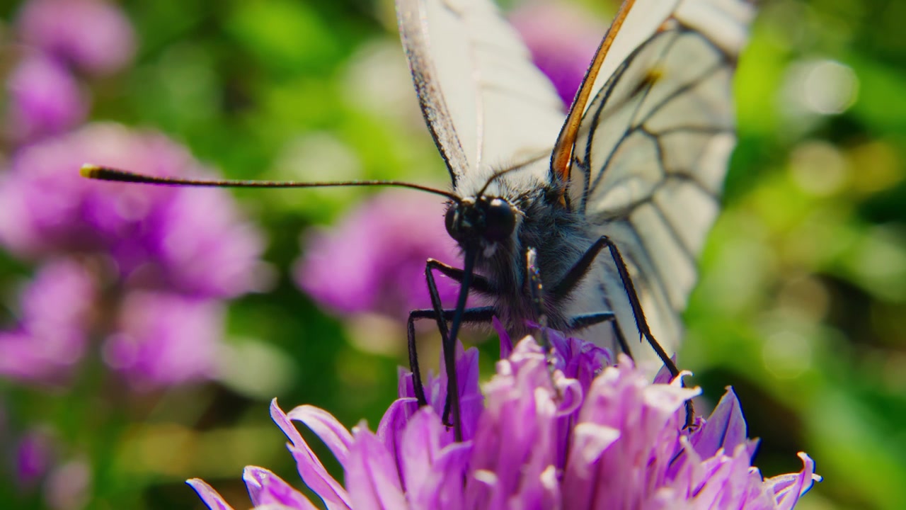 Mariposa blanca delicada con alas oscuras revolotea sobre una flor morada. Sus antenas delgadas y patas finas tocan suavemente los pétalos. El fondo es suave y difuminado con más flores moradas.