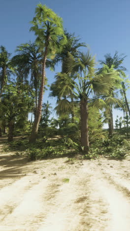 tropical beach with palm trees and white sand