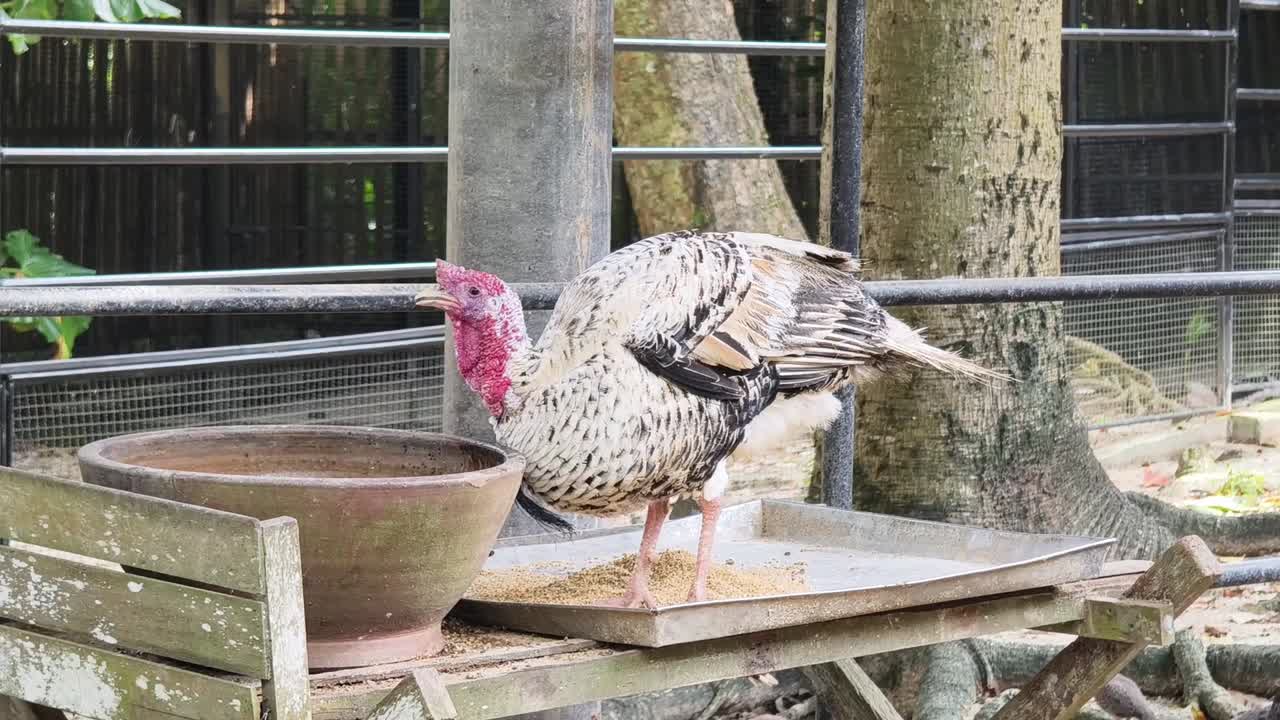 pavos y avestruces en un zoológico