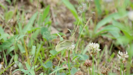 White-Butterfly-Artogeia-Rapae-perched-on-white-clover-bloom-flower-in-a-wild-meadow---macro