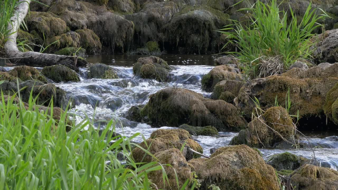 Beautiful Stream Flowing Admidst Moss Covered Rocks and Tall Grass, Closeup