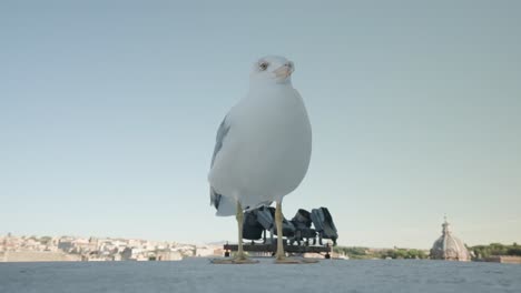 Seagull-Standing-On-Ledge-While-Looking-Around-In-Italy