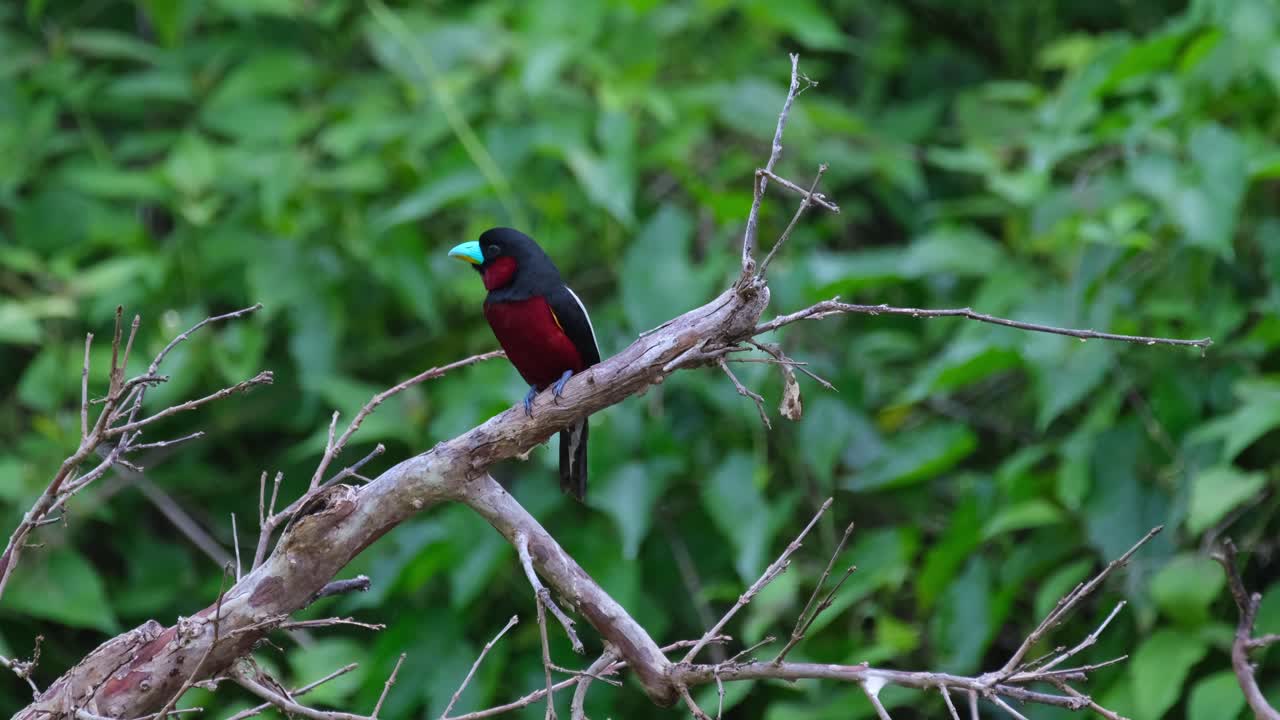 sentado en un árbol caído dentro del parque nacional de kaeng krachan, el cymbirhynchus macrorhynchus de pico ancho negro y rojo miró hacia arriba y voló de vuelta hacia el bosque, en la provincia de petchaburi, tailandia