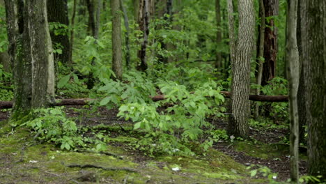 the beauty of the stillness of the forest in the springtime