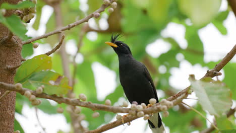 great myna or white-vented myna perched on sea fig tree twig and jumps hoping on branches in slow motion