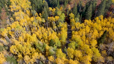 car drives through an aspen grove in autumn with yellow leaves - aerial tilt up to reveal the mountain landscape