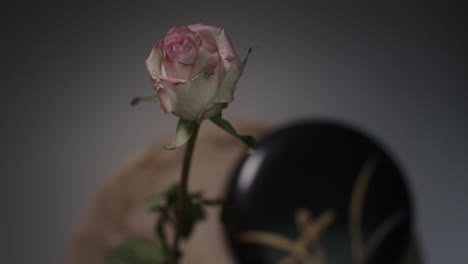 a single rose withers in a vase timelapse
