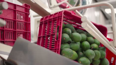 los aguacates cayendo de las cajas en una casa de embalaje de aguacates