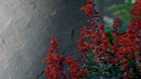 Beautiful-vivid-red-flowers-against-a-grey-cement-wall-with-a-bee-flying-around-them-collecting-pollen