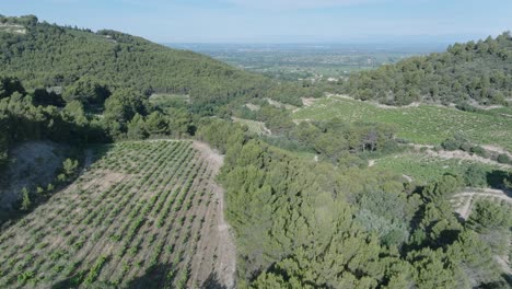 Luftdrohnenaufnahme,-Die-über-Die-Weinberge-Der-Vaucluse-Provence-In-Südfrankreich-Fliegt