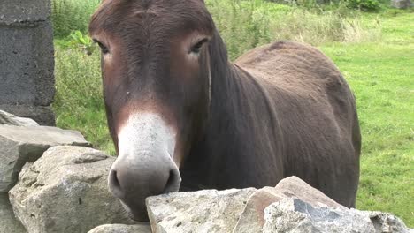 donkey in county clare ireland