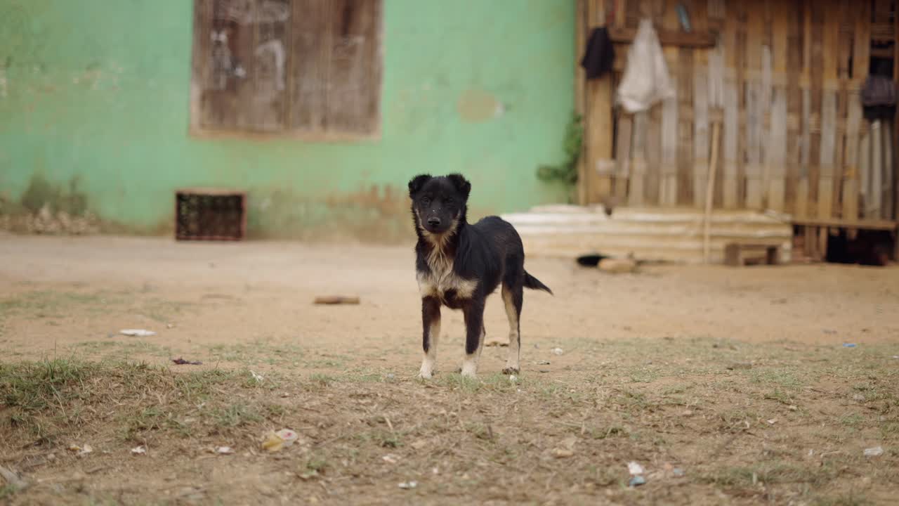 Dog in a rural village