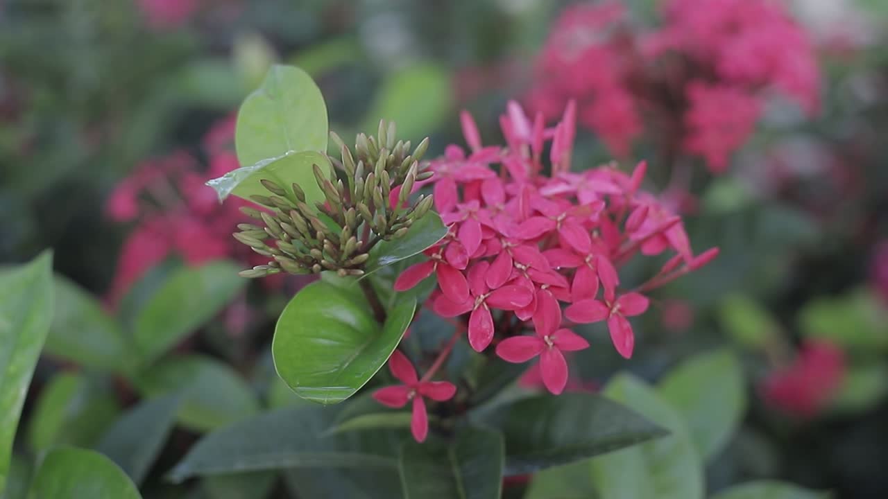 flores rojas ixora balanceándose en el viento en la naturaleza, video capturado en cámara lenta 60fps hd