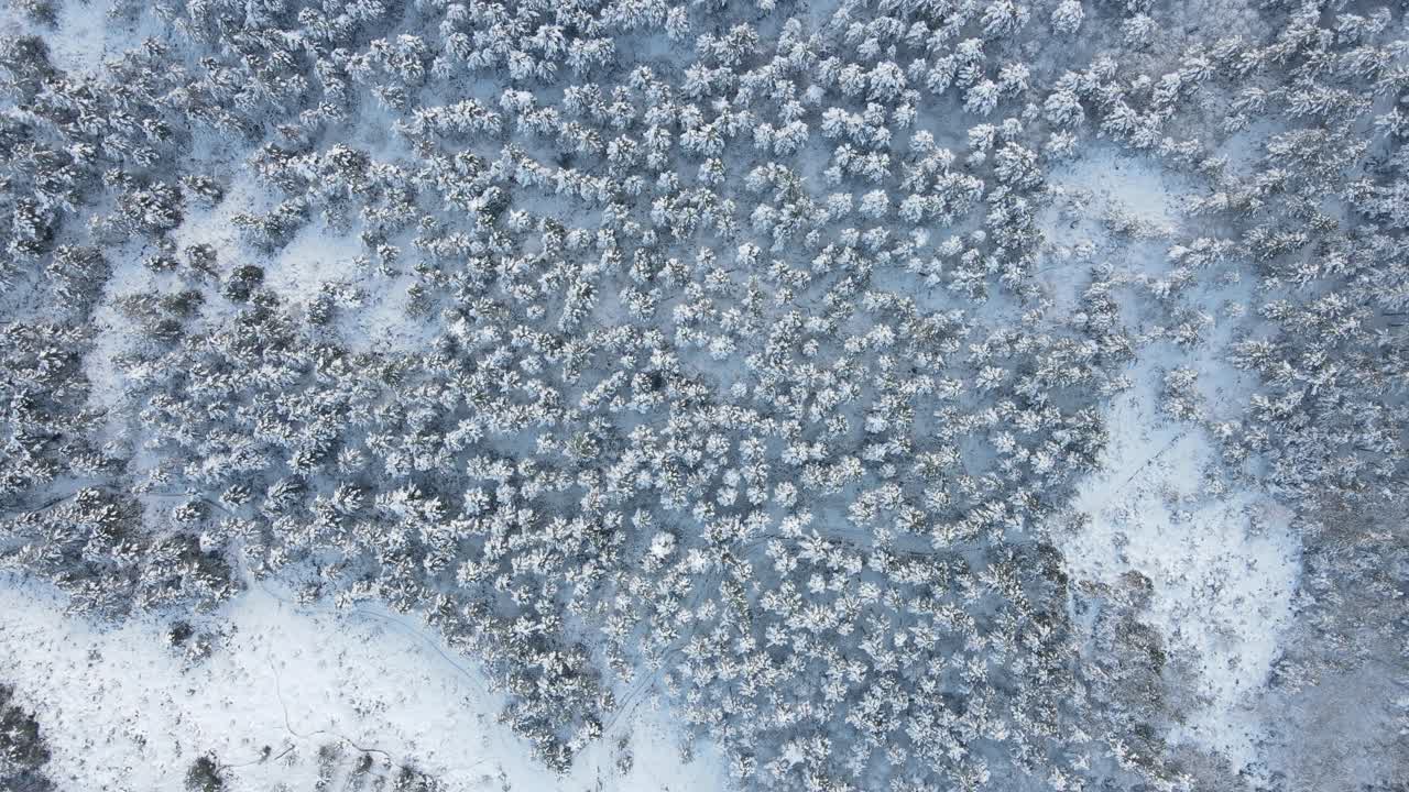 vista aerea della neve della foresta invernale