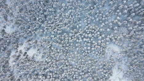 Winter-Forest-Snow-Aerial-View