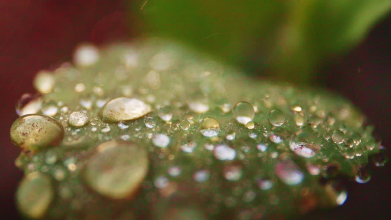 잎 에 내리는 이슬