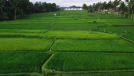 Aerial-video-in-an-amazing-landscape-rice-field-on-Jatiluwih-Rice-Terraces,-Bali,-Indonesia,-with-a-drone,-above-rice-terraces-in-a-beautiful-day-rice-field