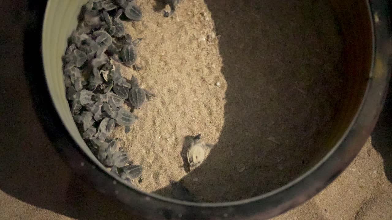 아기 거북이 플라우더는 플라스틱 울타리, 모래 해변, 밤, 이, 달, 여름, 이란, 자연 보존, 열대 기후, 여행, 야생 동물 보호, 해안 서식지, 해양 생명.