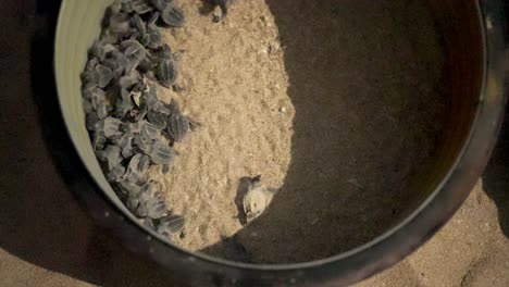 baby turtle flounder scramble circle round plastic fence sand beach night hatch egg summer season iran nature conservation tropical climate journey wildlife protection coastal habitat marine life uae