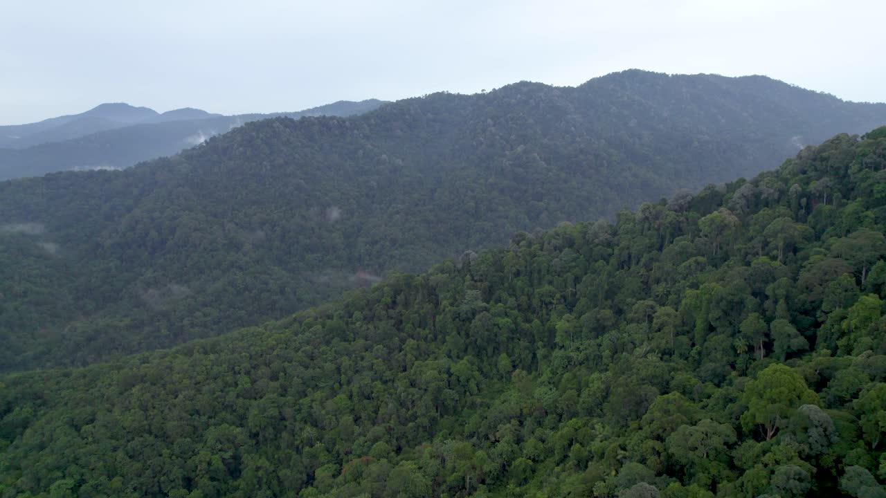 vuelo aéreo sobre la densa jungla en malasia