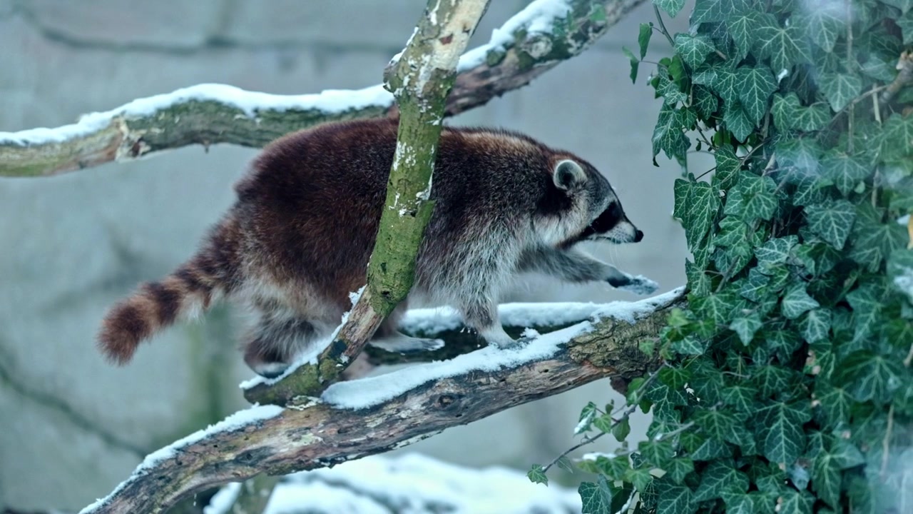 Un procione in un recinto dello zoo che si arrampica su un albero coperto di neve in inverno