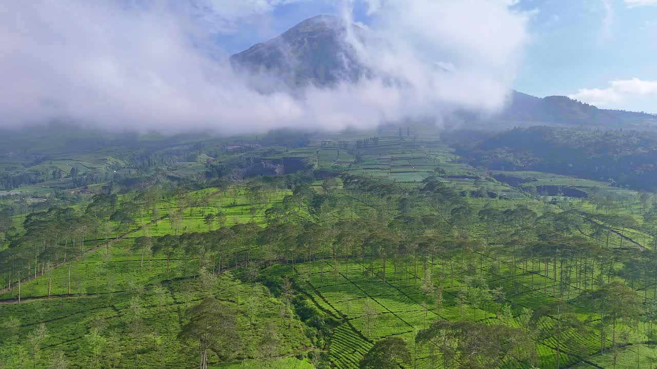 Drone footage captures the breathtaking view of tea plantations on mountain slopes covered with mist and morning light, highlighting the freshness of tropical nature. Bedakah tea plantation, Indonesia