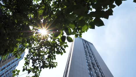 Sunlight-peaking-through-tree-and-leaves-with-skyscraper-building-beside,-Hangzhou-China