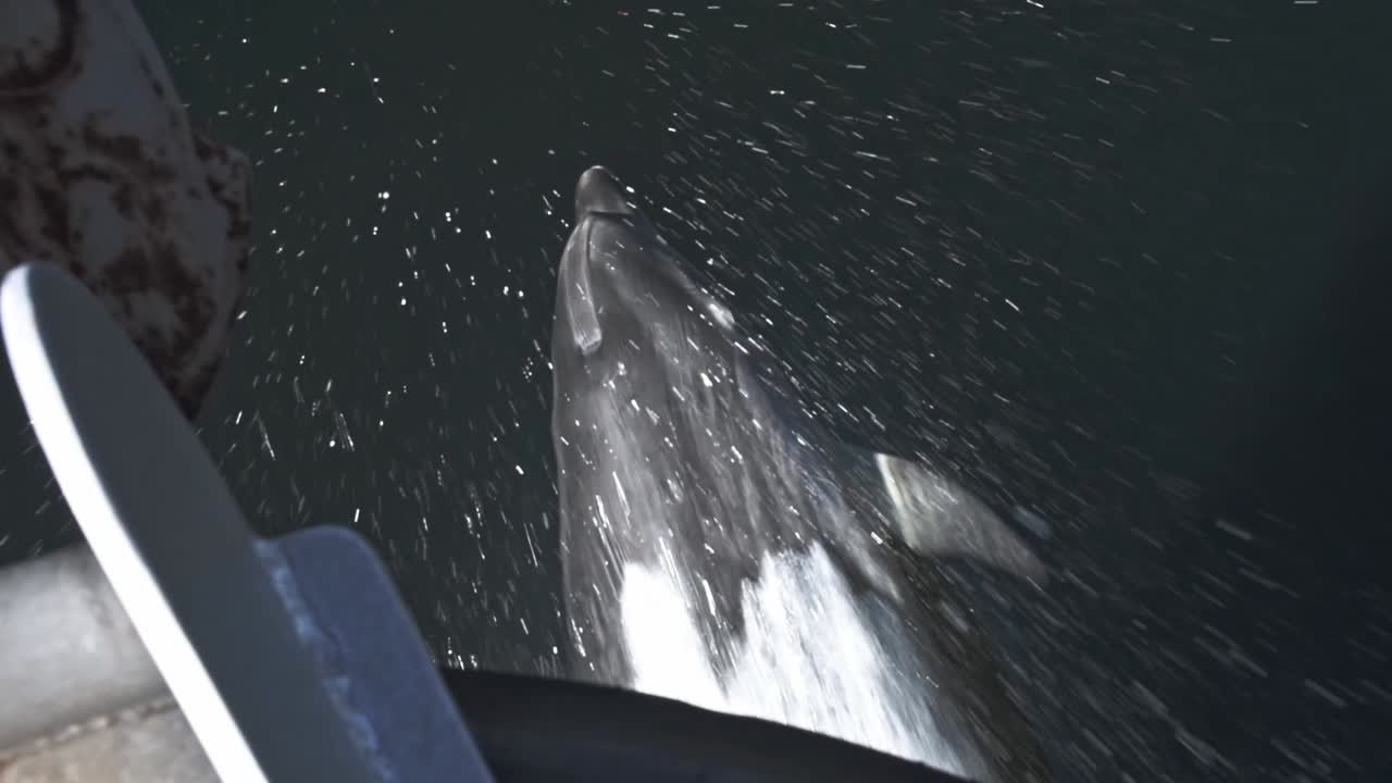 delfín nariz de botella nadando frente a un bote saltando fuera del agua