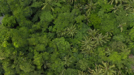 Vista-Aérea-Ascendente-Lenta-De-Arriba-Hacia-Abajo-De-Exuberantes-Copas-Verdes-De-árboles-Tropicales-En-La-Selva-Tropical