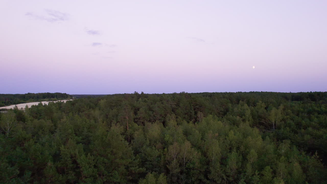 Aerial view of big trees in the woods
