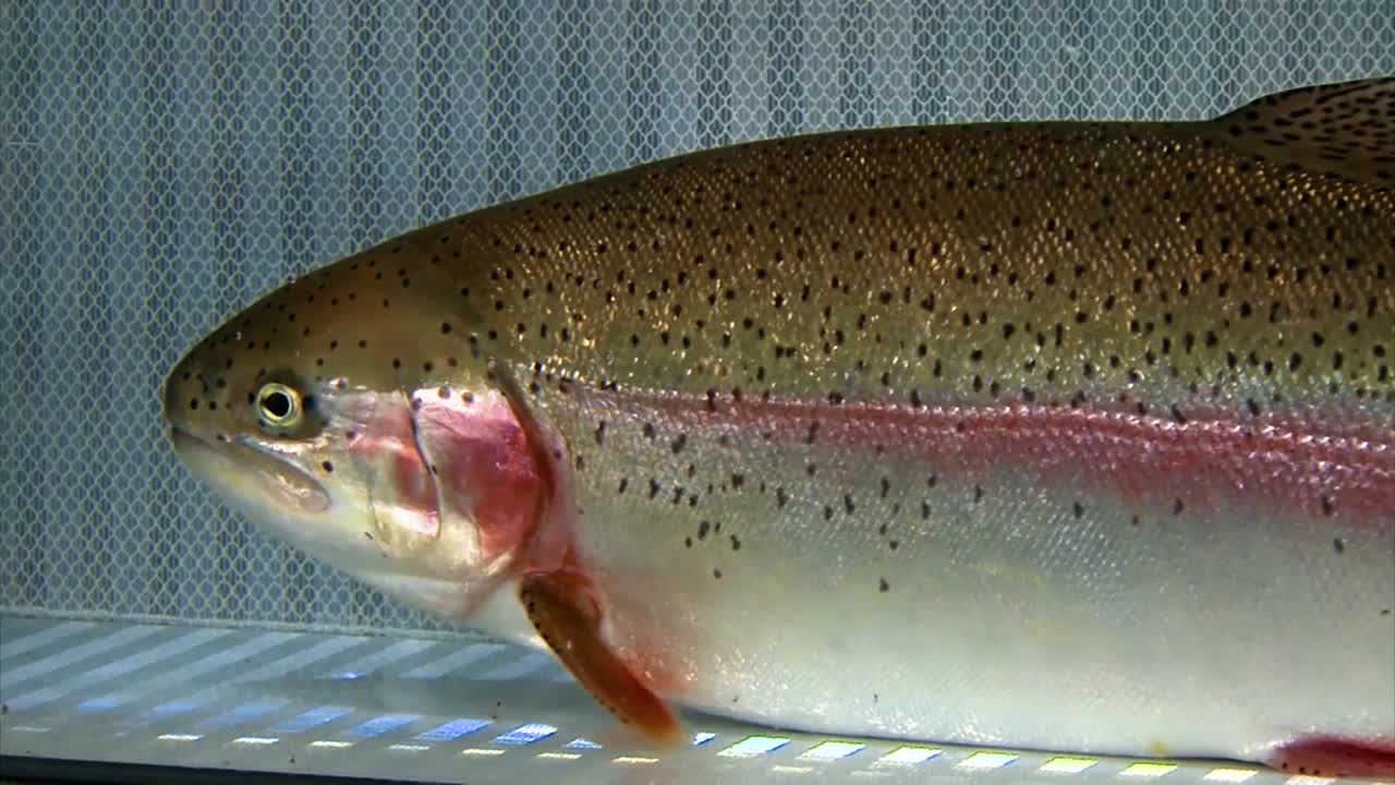 Extreme Closeups Of A Cutthroat Trout At The Bozeman Fish Technology Center Show Its Scales And Fins
